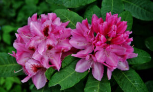 Цветок Декабрист