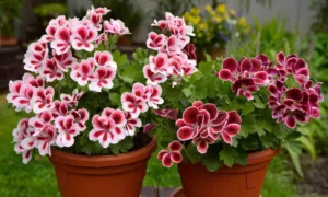 Горшки с геранью.
