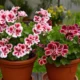 Горшки с геранью.