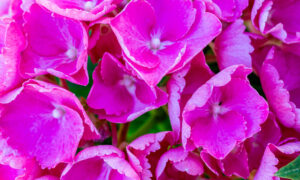 Цикламен цветы