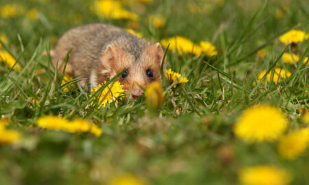 хомяк притаился в траве