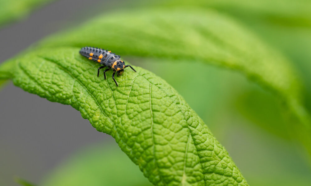 Тля на зеленом растении