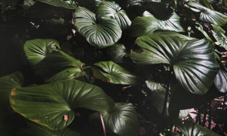 зеленые листья экзотического растения