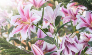 Красивые лилии растут на солнечном и ярком месте.