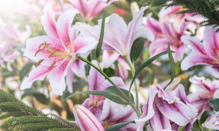 Красивые лилии растут на солнечном и ярком месте.