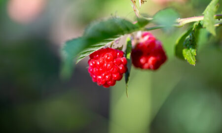 Ветка с малиной в огороде