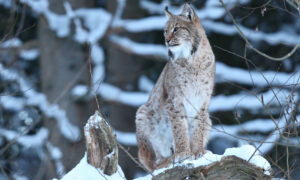Рысь сидит в зимнем лесу