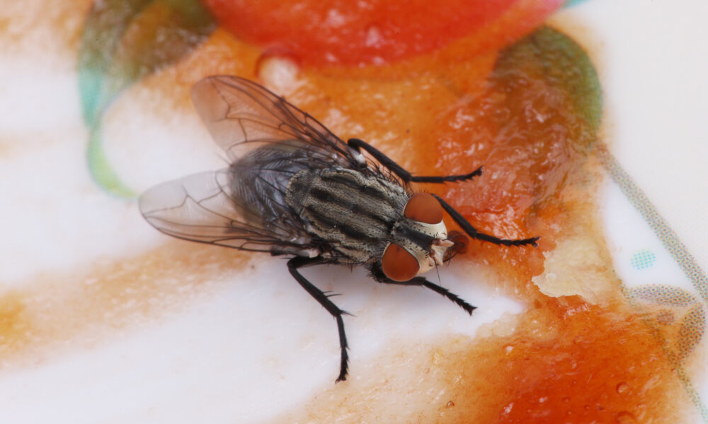 Муха не еде