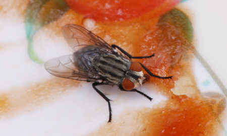 Муха не еде