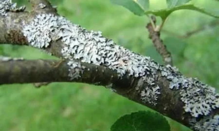 Серый лишайник на яблони