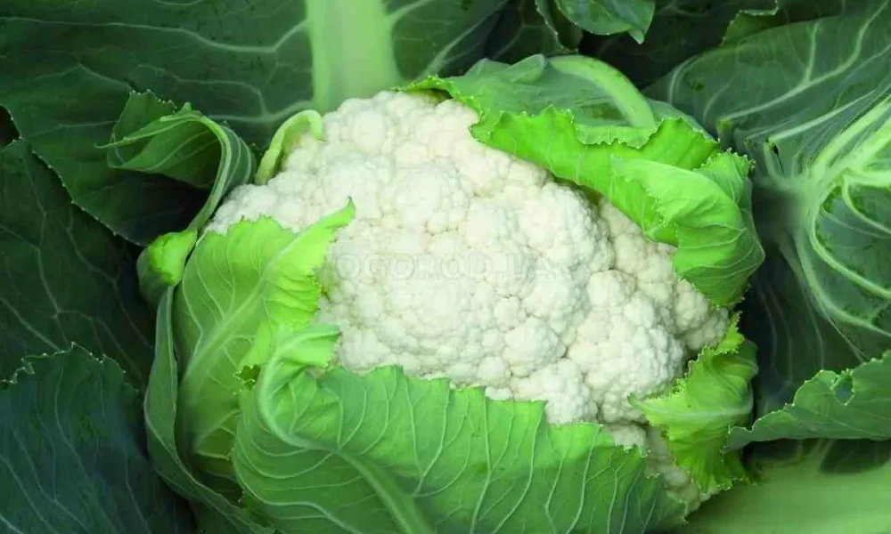 Цветная капуста