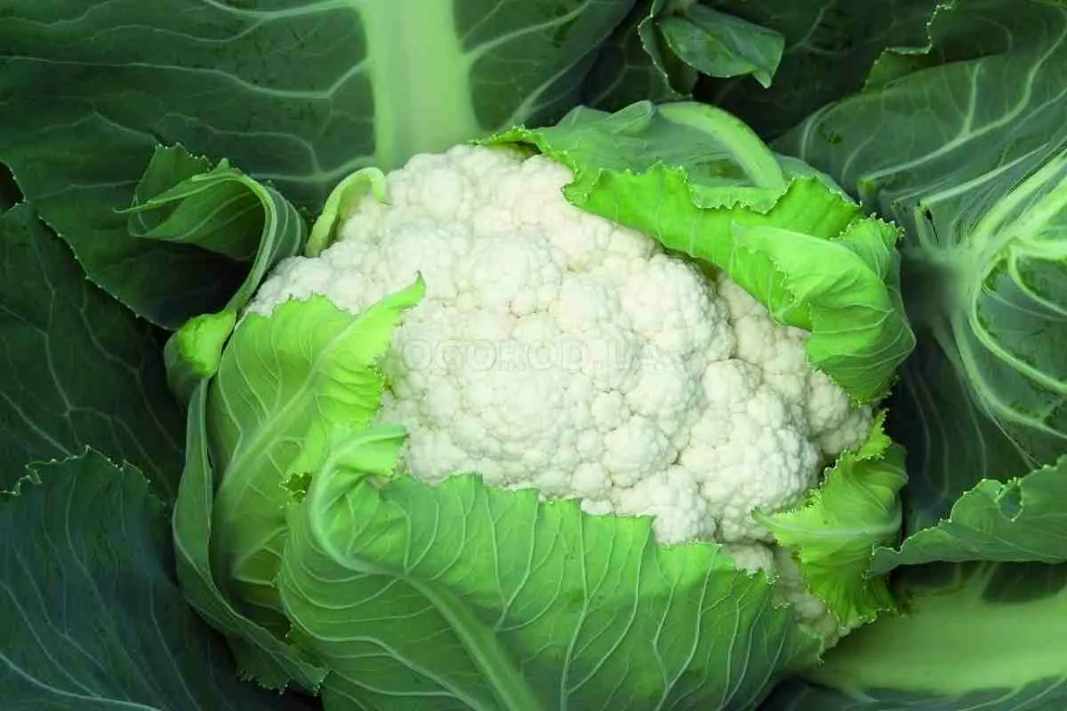 Цветная капуста