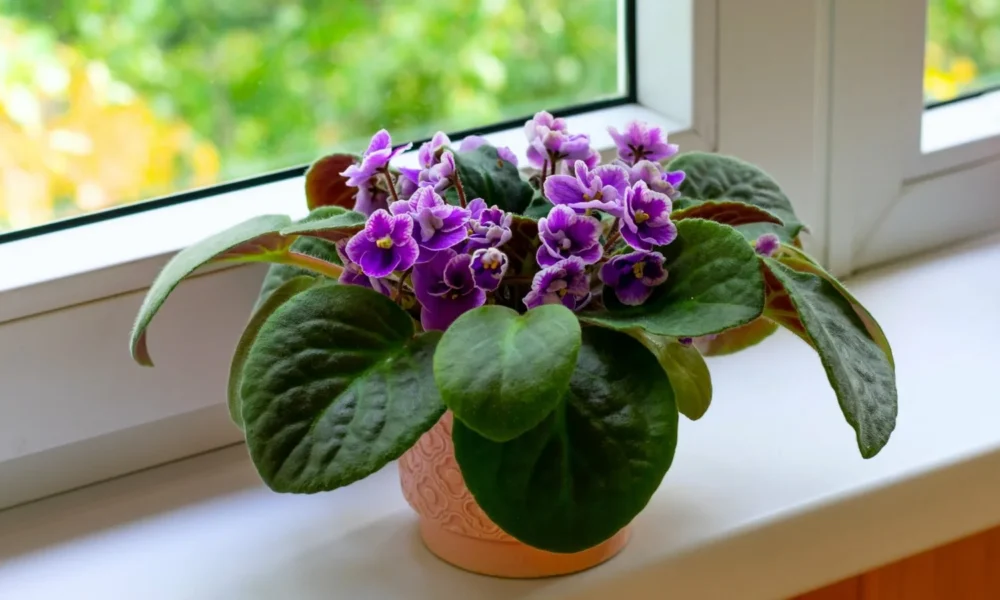 Фиалка на подоконнике