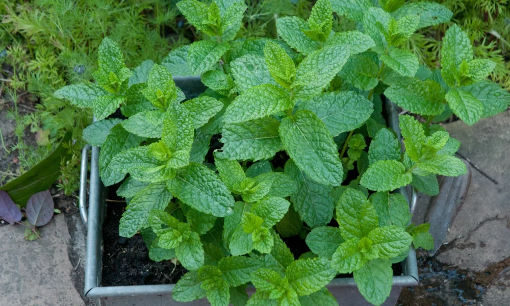 Мята в огороде