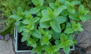 Мята в огороде