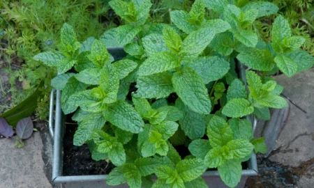 Мята в огороде