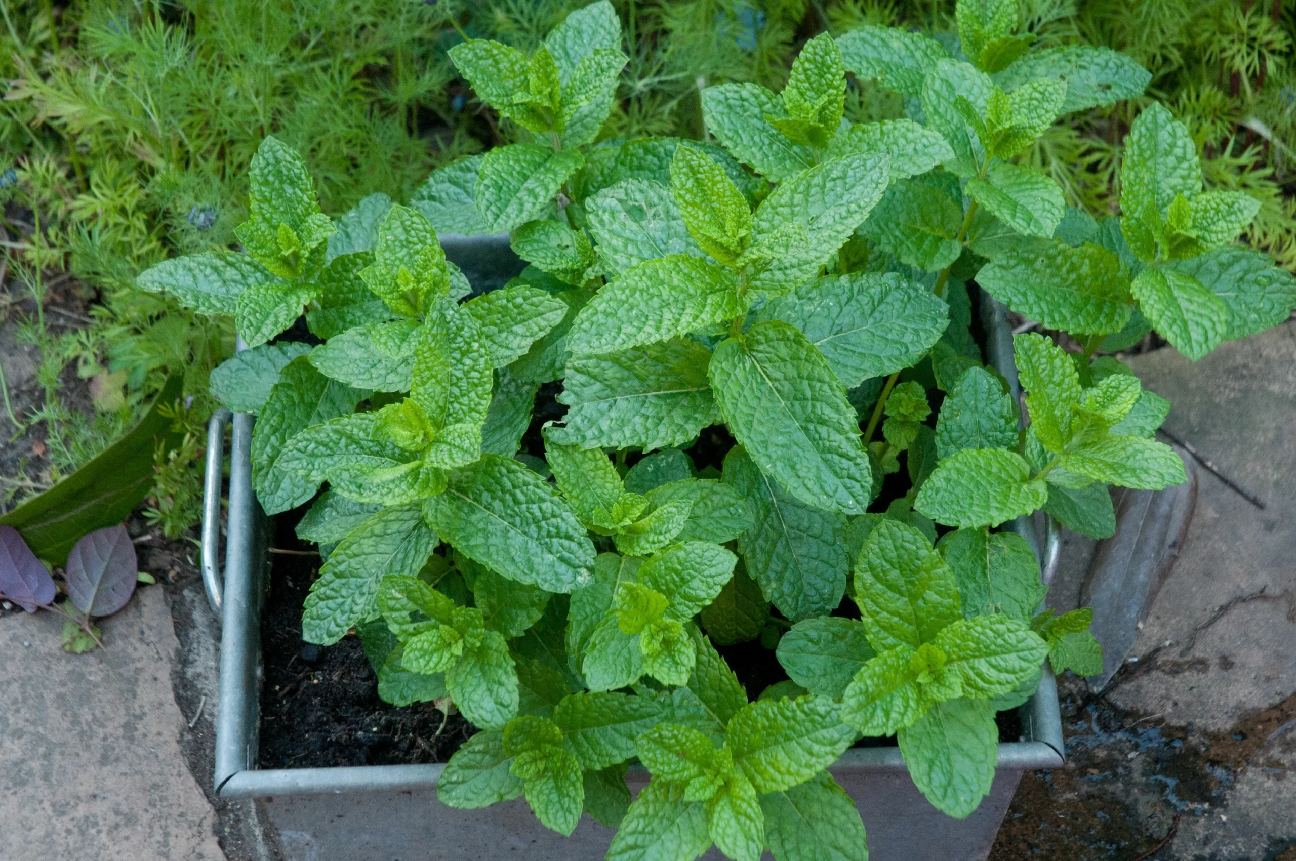 Мята в огороде