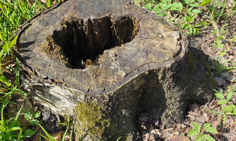 Пень на участке