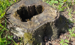 Пень на участке