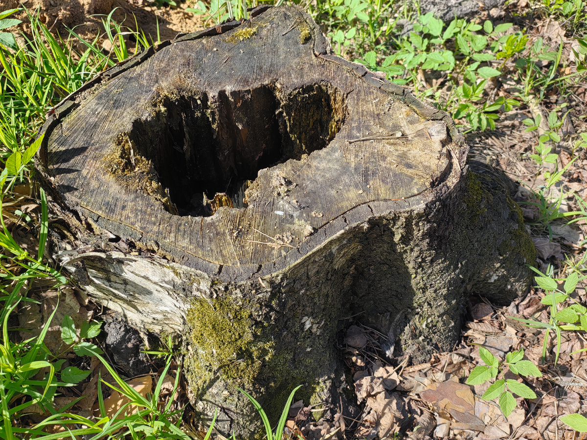 Пень на участке