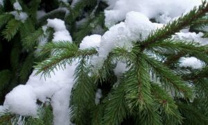 Снег на дереве