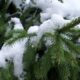 Снег на дереве