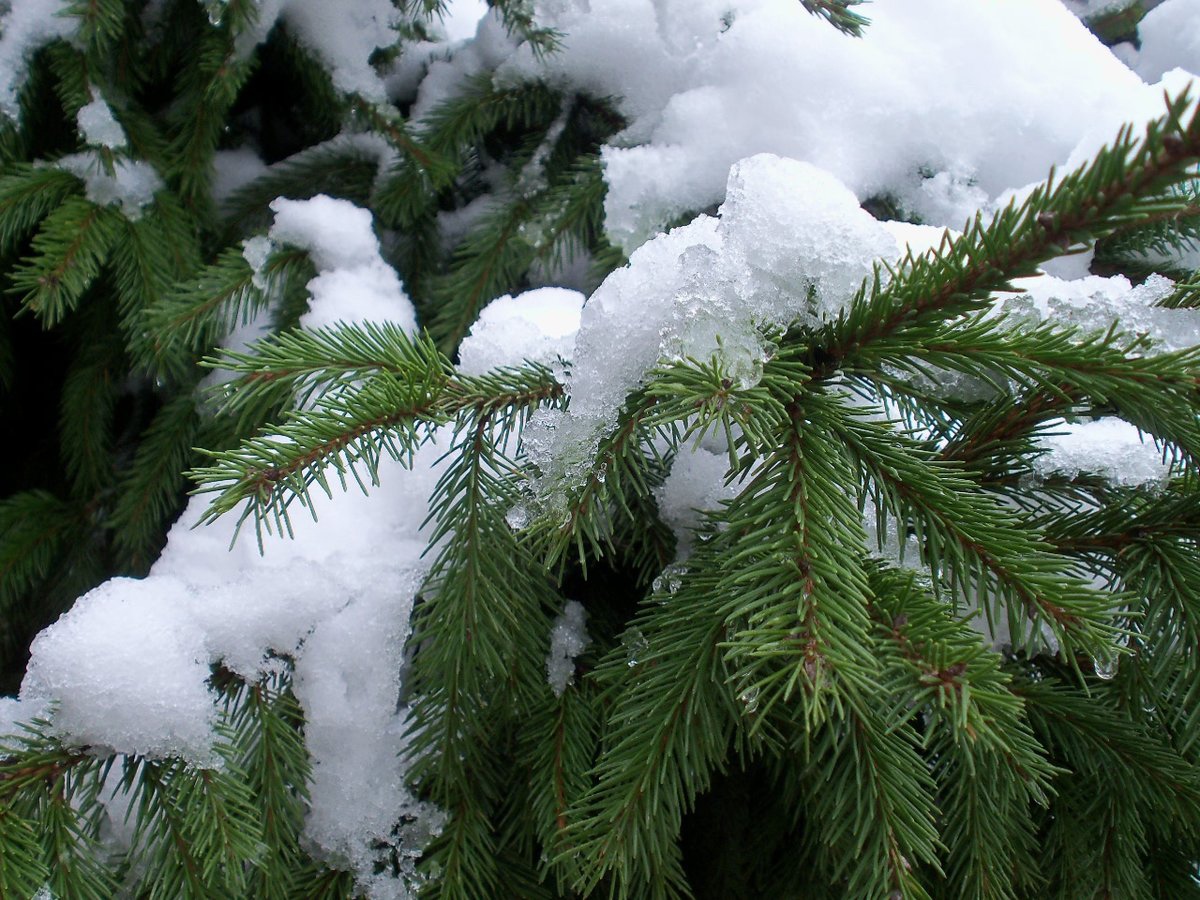 Снег на дереве