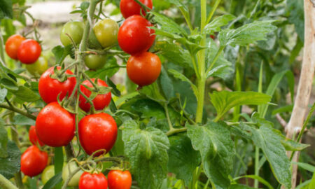 томаты на грядке