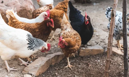 Куры в вольере