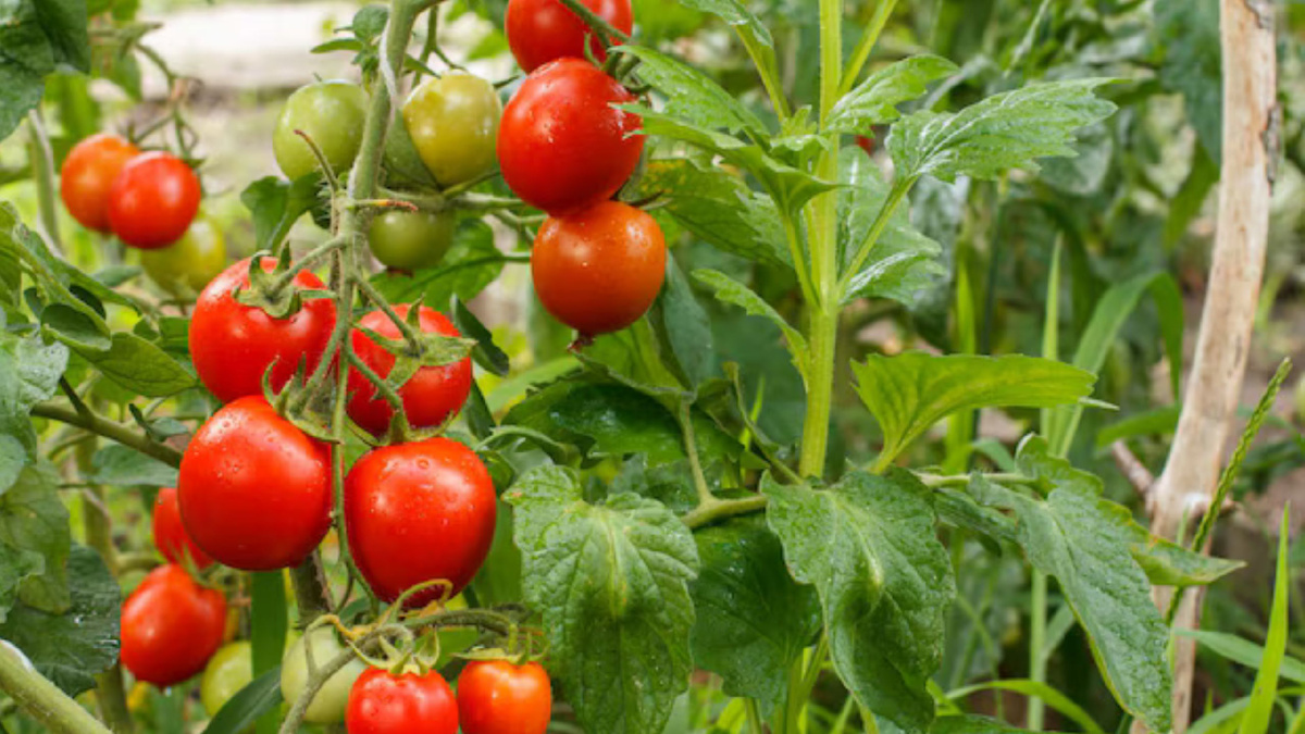 томаты на грядке