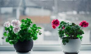 Герань на подоконнике