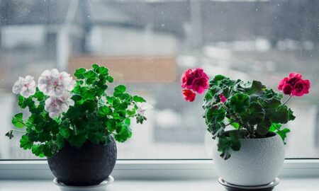 Герань на подоконнике