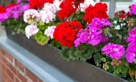 Герань на подоконнике