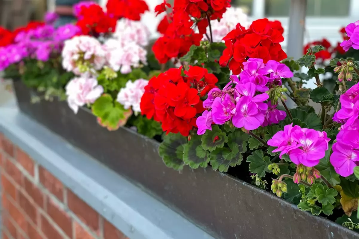 Герань на подоконнике
