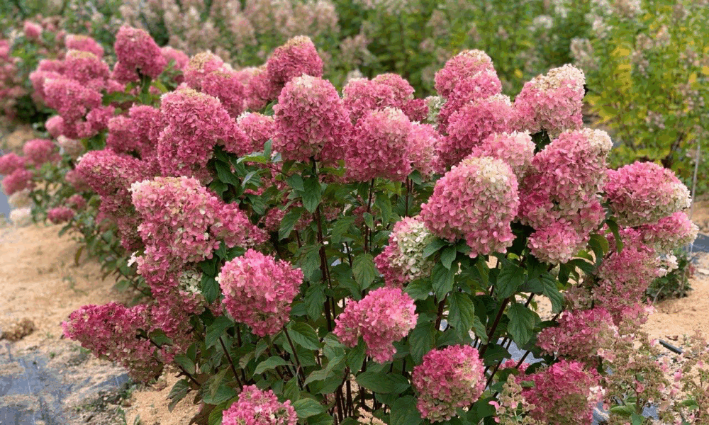 Метельчатая гортензия