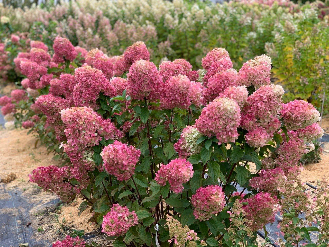 Метельчатая гортензия