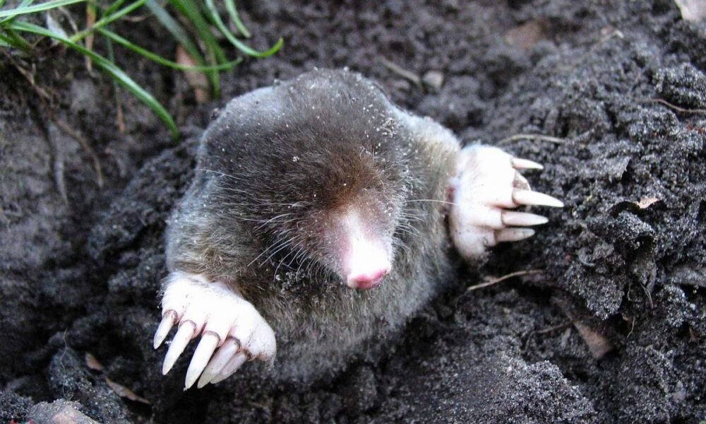 Крот в норе