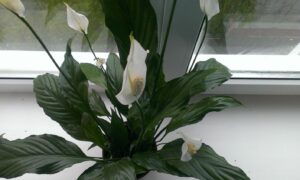 спатифиллум на подоконнике