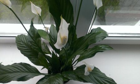 спатифиллум на подоконнике