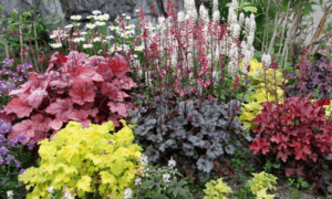 Гейхера в саду