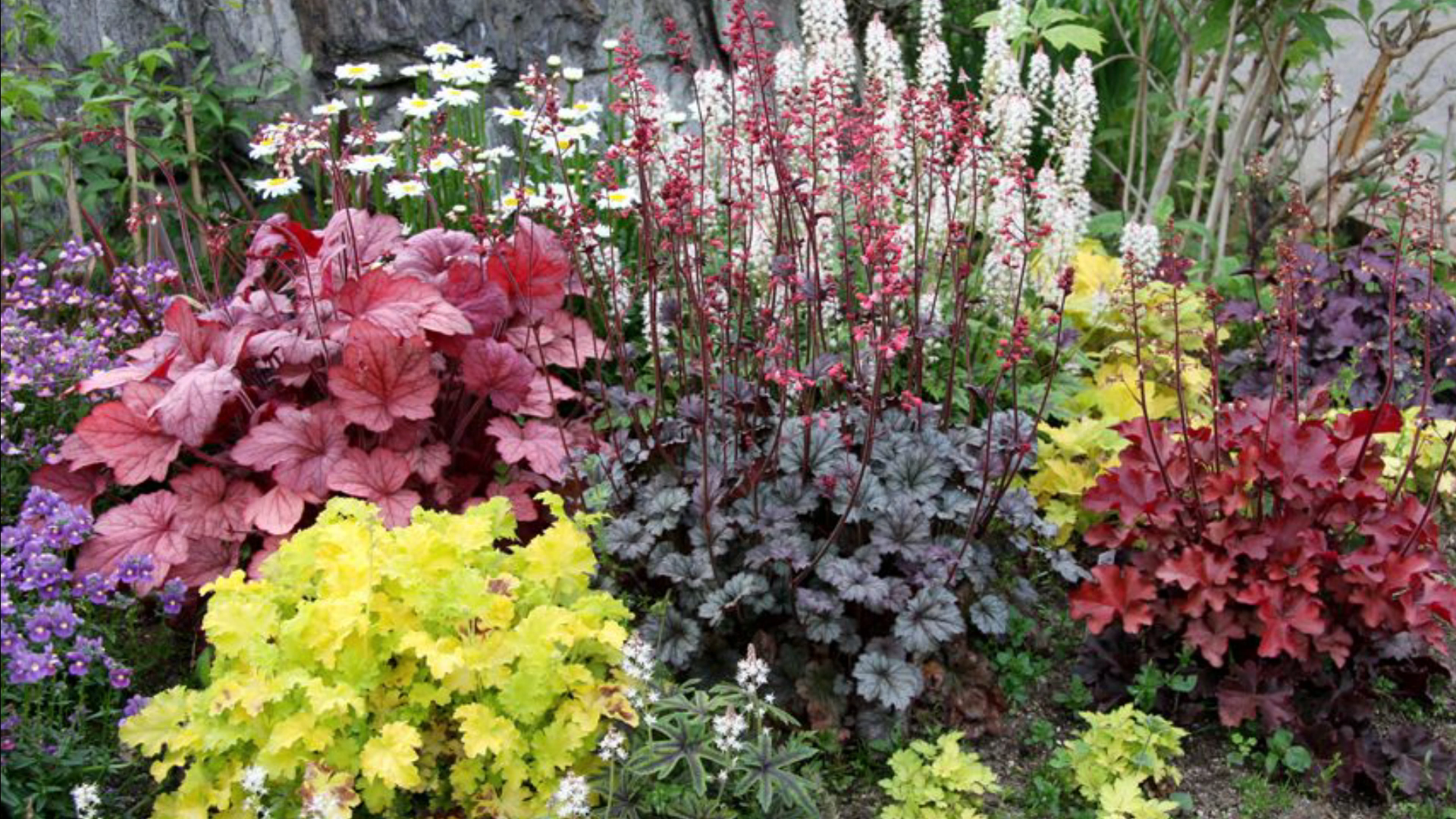 Гейхера в саду