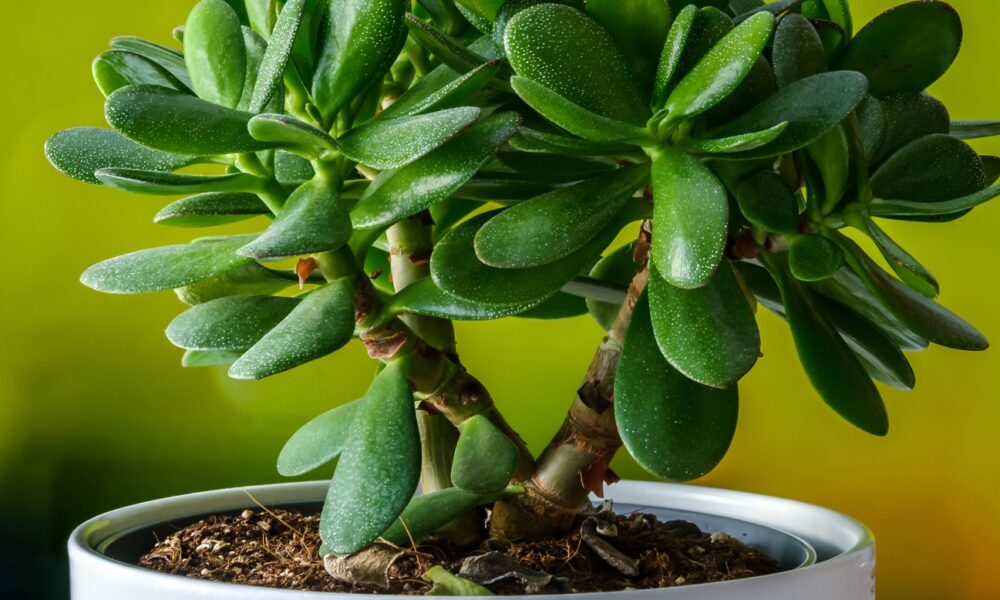 Денежное дерево