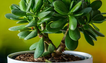 Денежное дерево