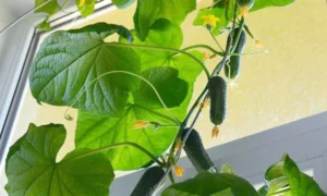 Огурцы на подоконнике