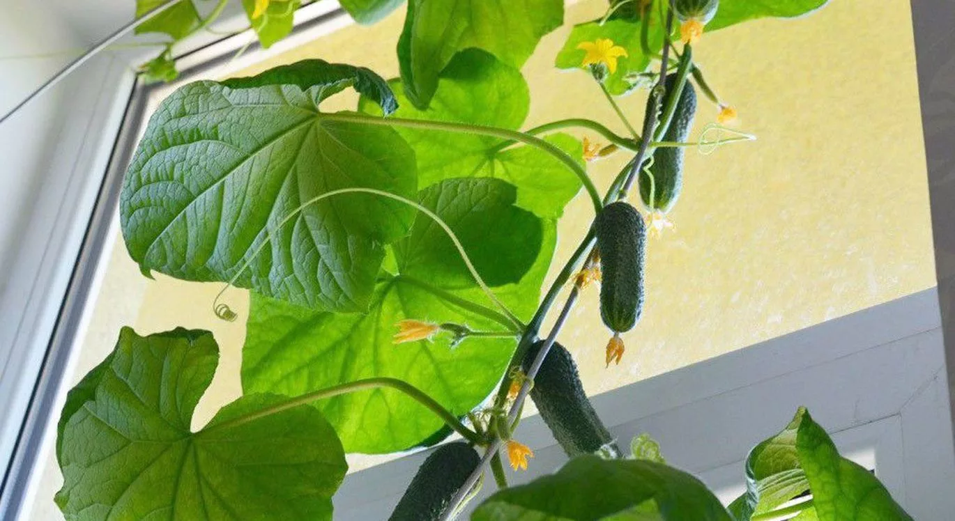 Огурцы на подоконнике