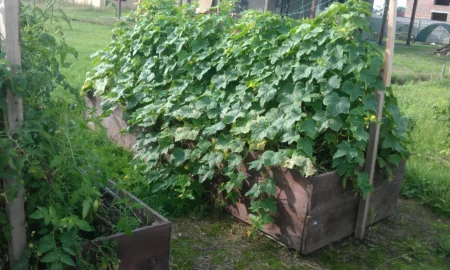 грядки с огурцами