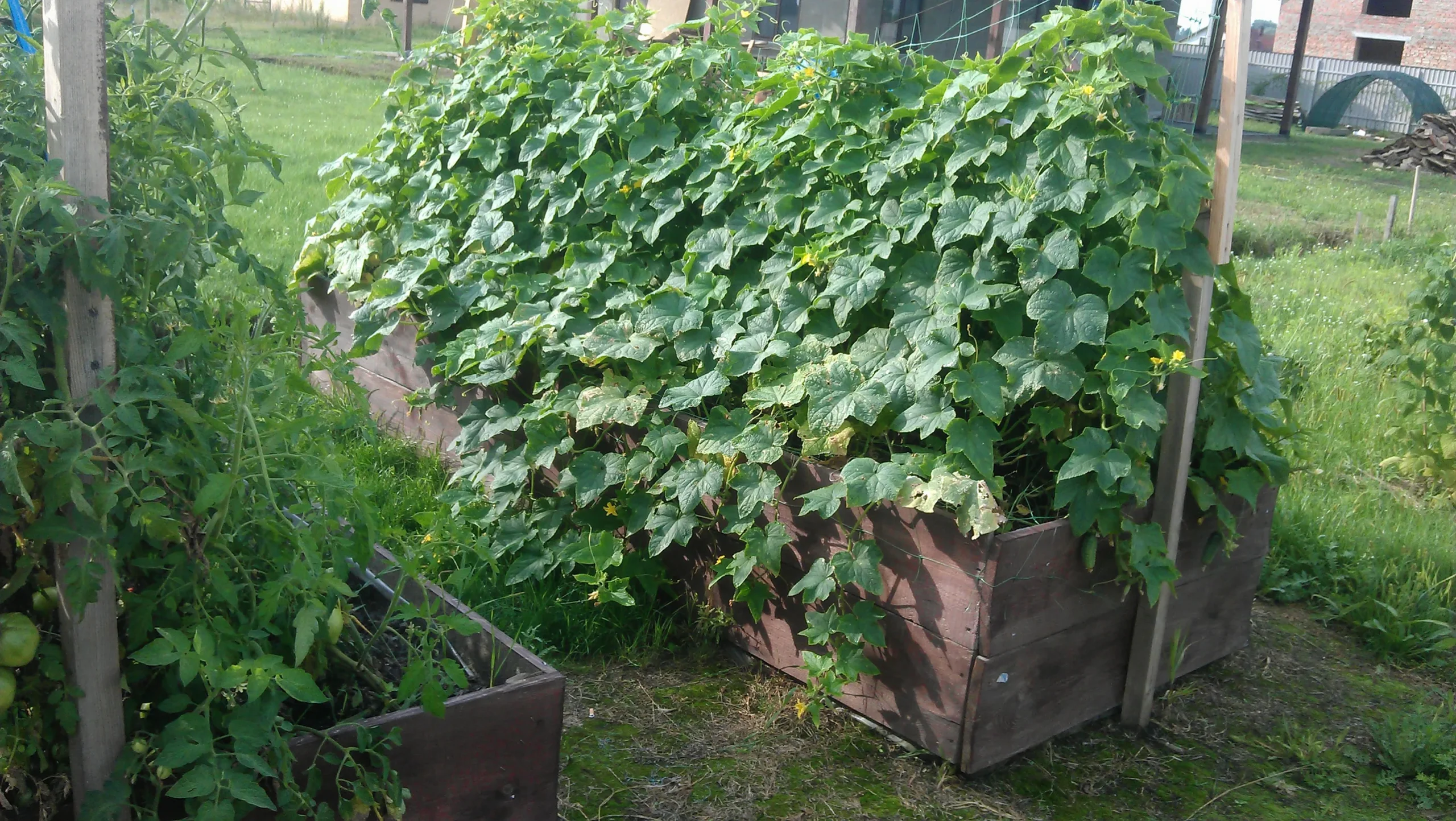 грядки с огурцами