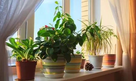 Комнатные растения на подоконнике