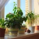 Комнатные растения на подоконнике