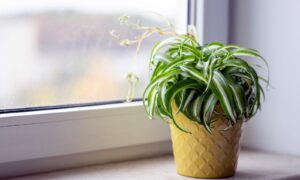Хлорофитум на подоконнике